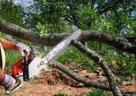 Trusted Towaoc, CO Tree Care Experts