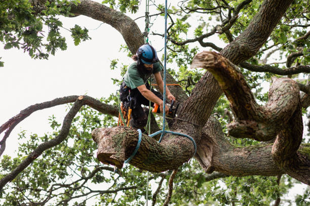 Best Commercial Tree Services  in Towaoc, CO